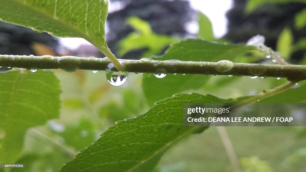 Rain drops on the leaf