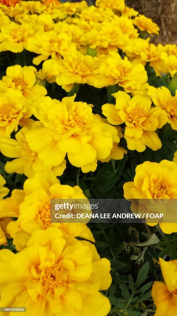 Close-up of a yellow marigolds