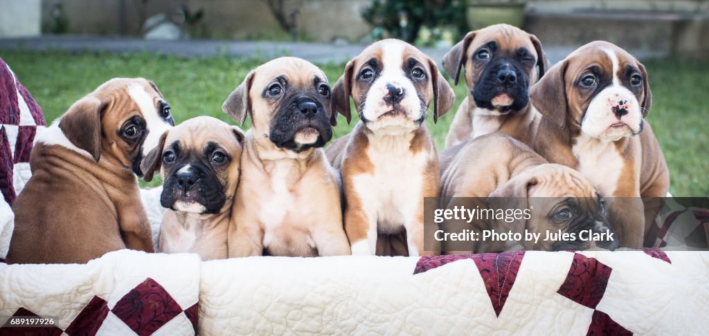 Boxer Puppies in a wagon