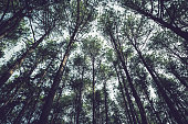 Natural background. Pinus kesiya Forest Park. Low angle shooting.  Thailand chiangmai doiinthanon