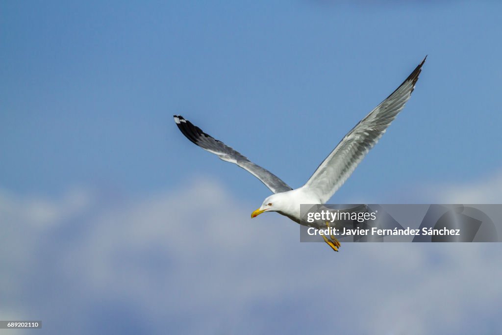 An adult yellow-legged seagull (Larus cachinans) flying over a blue sky and the clouds.