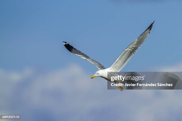 an adult yellow-legged seagull (larus cachinans) flying over a blue sky and the clouds. - seagull bildbanksfoton och bilder