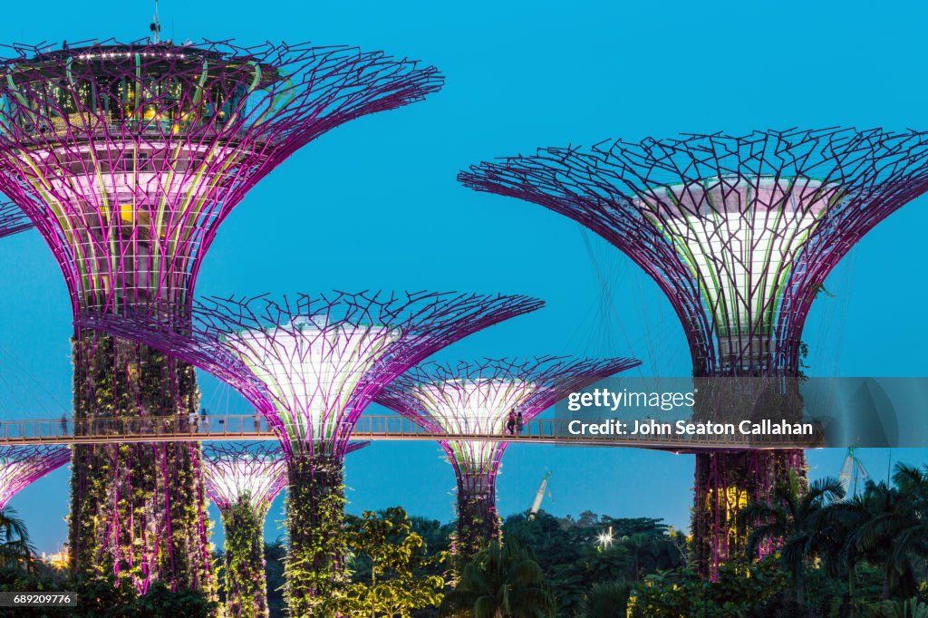 The Supertrees at Gardens by the Bay