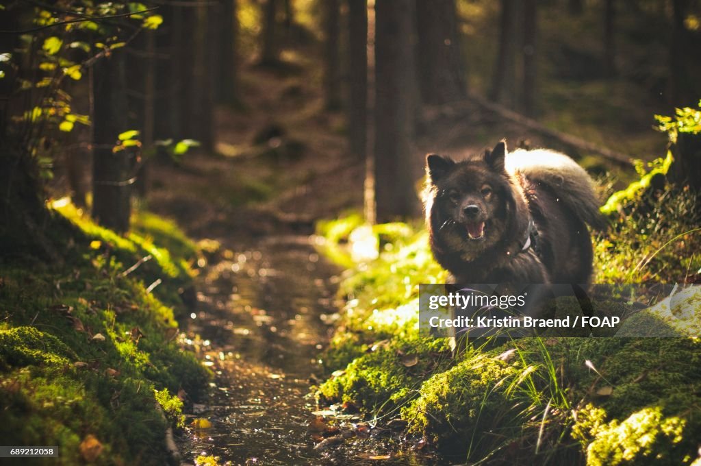 Dog in forest