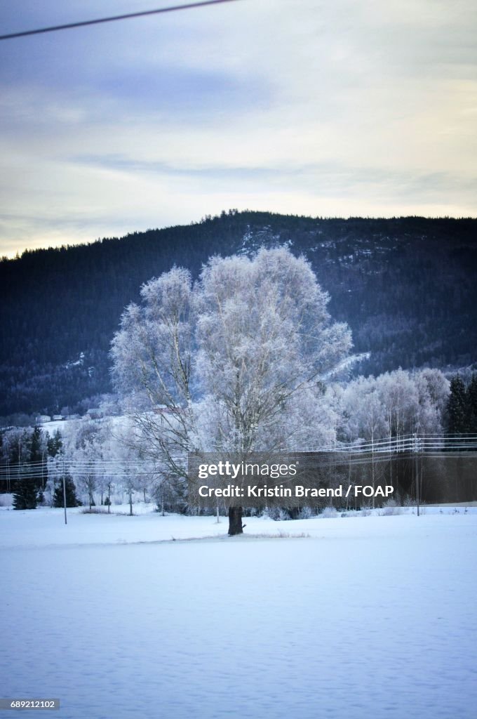 Snowy tree