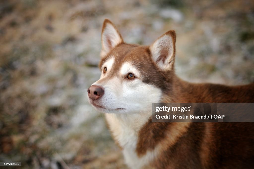 Close-up of dog