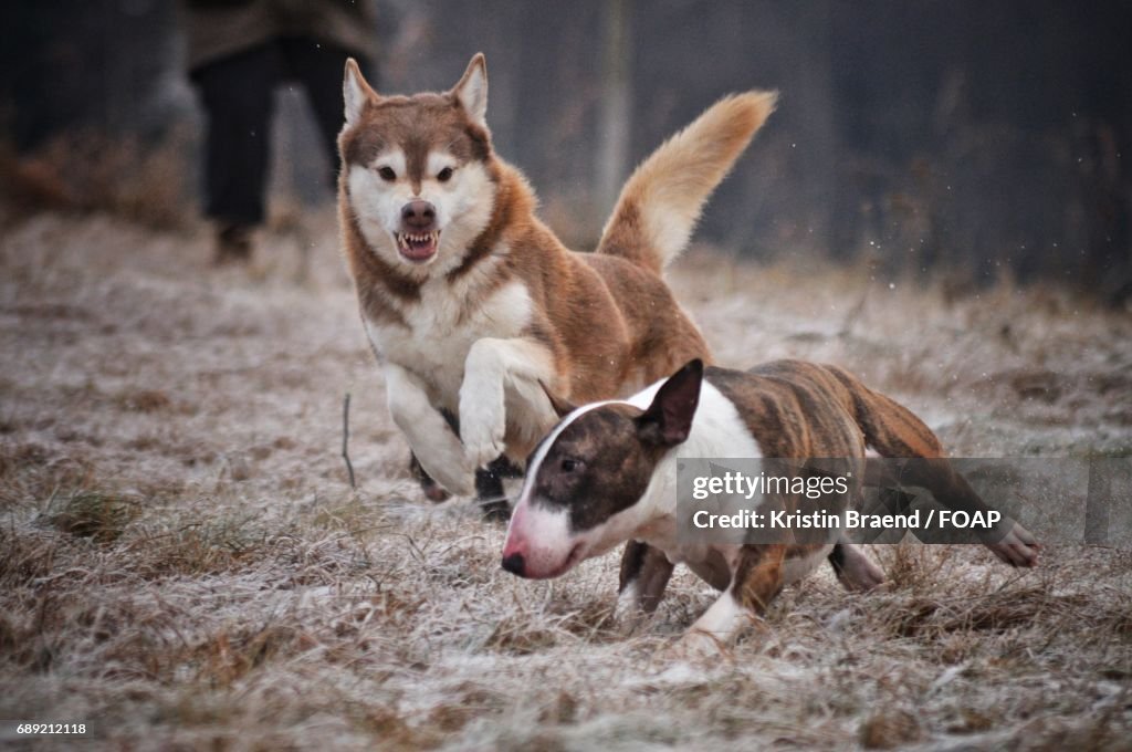 Two dogs playing grass