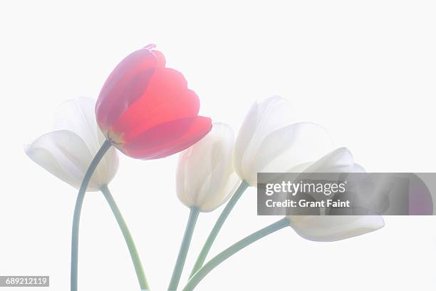 tulips - red grant stock-fotos und bilder