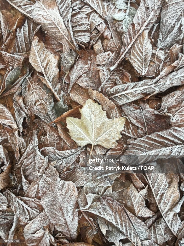 Frozen leaf