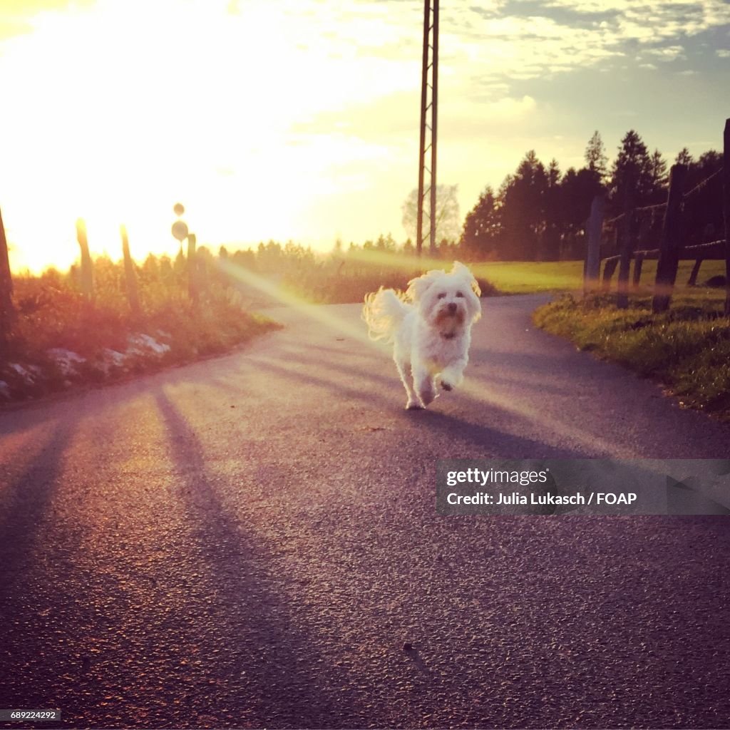 Dog running on road with sunlight