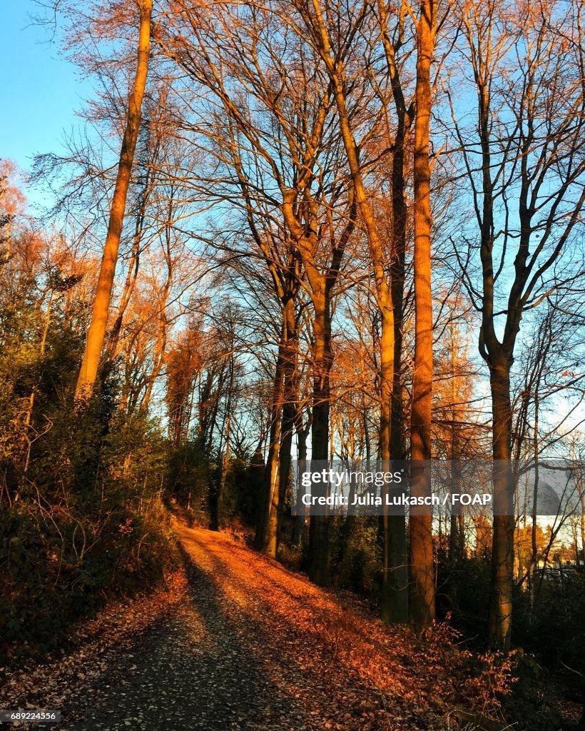 Footpath passing through autumn trees