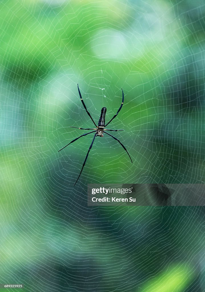 Spider weaving web