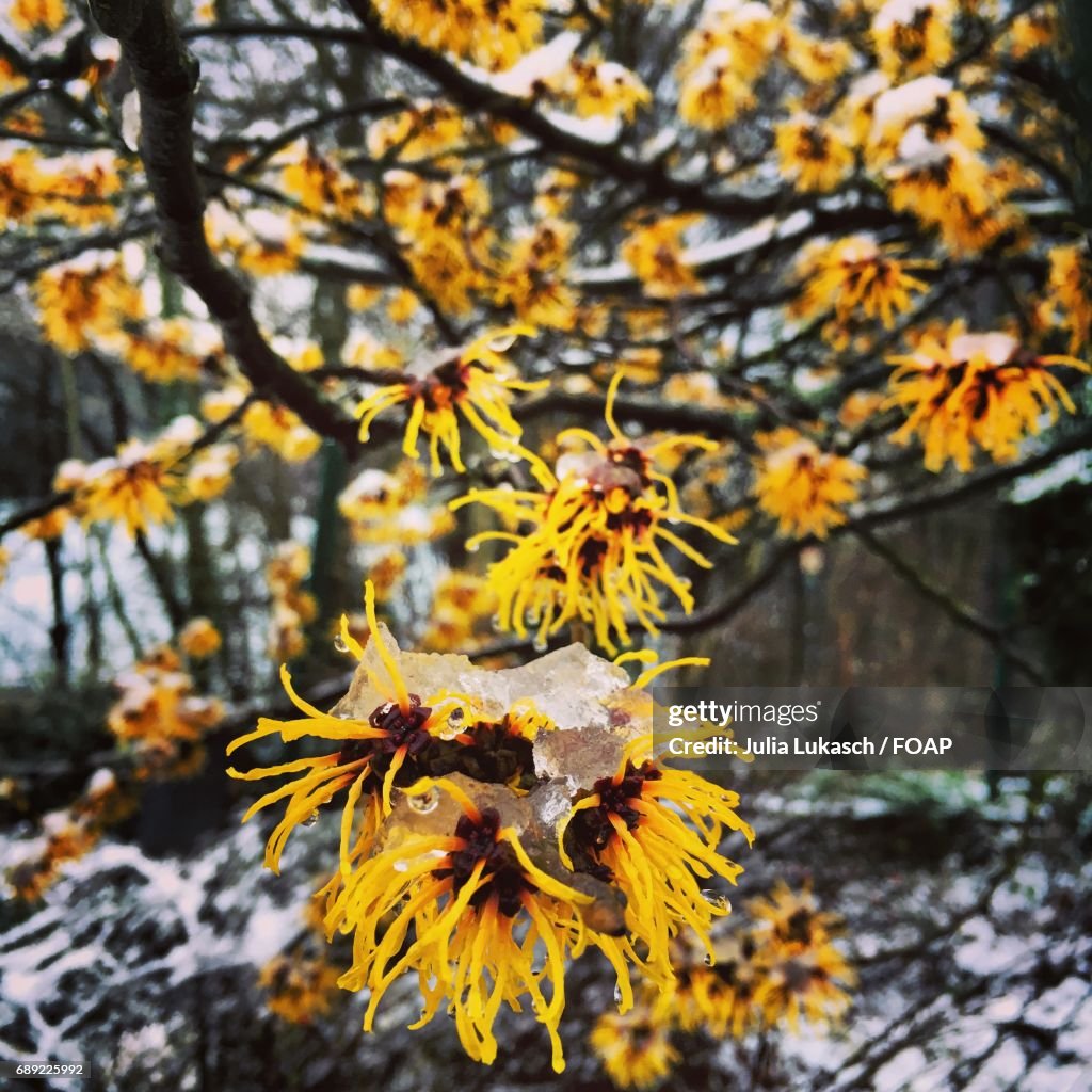 Yellow flowers on tree branch