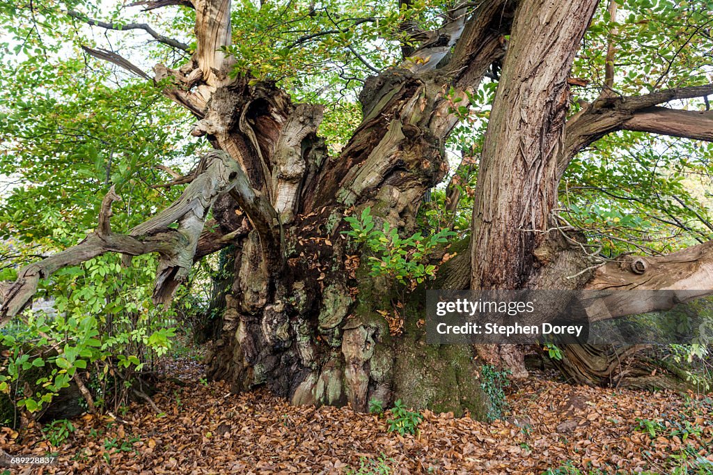 The Tortworth Chestnut - Ancient Castanea sativa