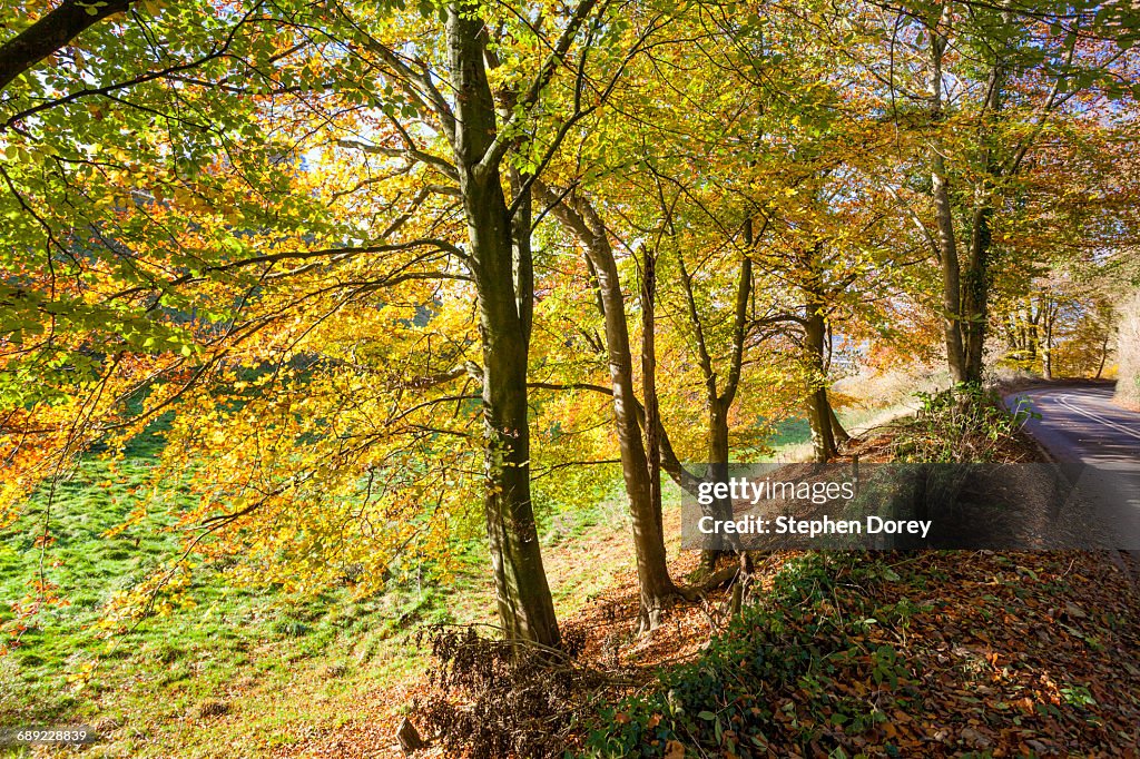 Autumn in the Cotswolds - Beech trees, Glos. UK