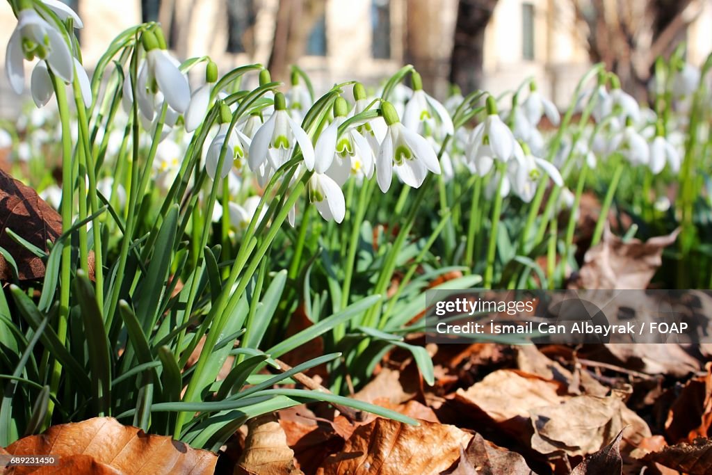 Snowdrops flowers and dead leaves