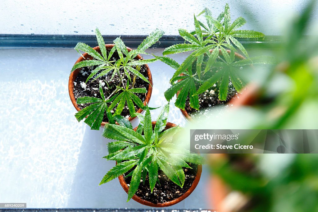 Cloned cannabis plants being cultivated