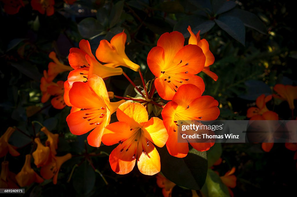 Colorful Flowers