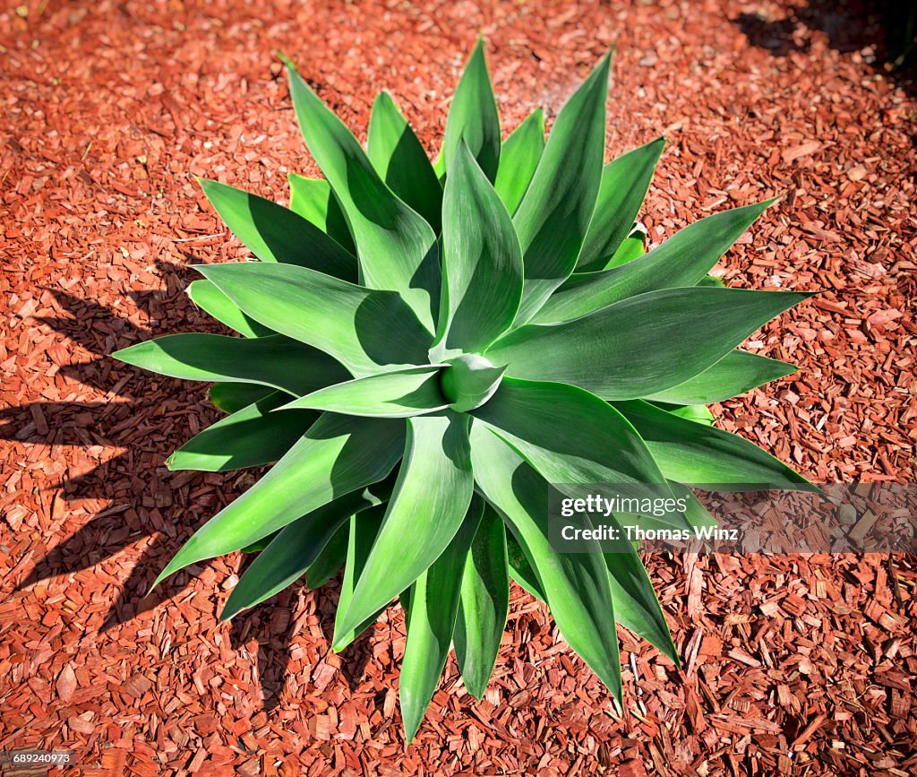 Succulent Plant , Agave Attenuata