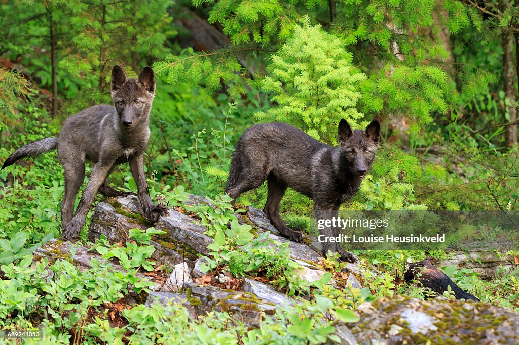 Gray wolf puppies