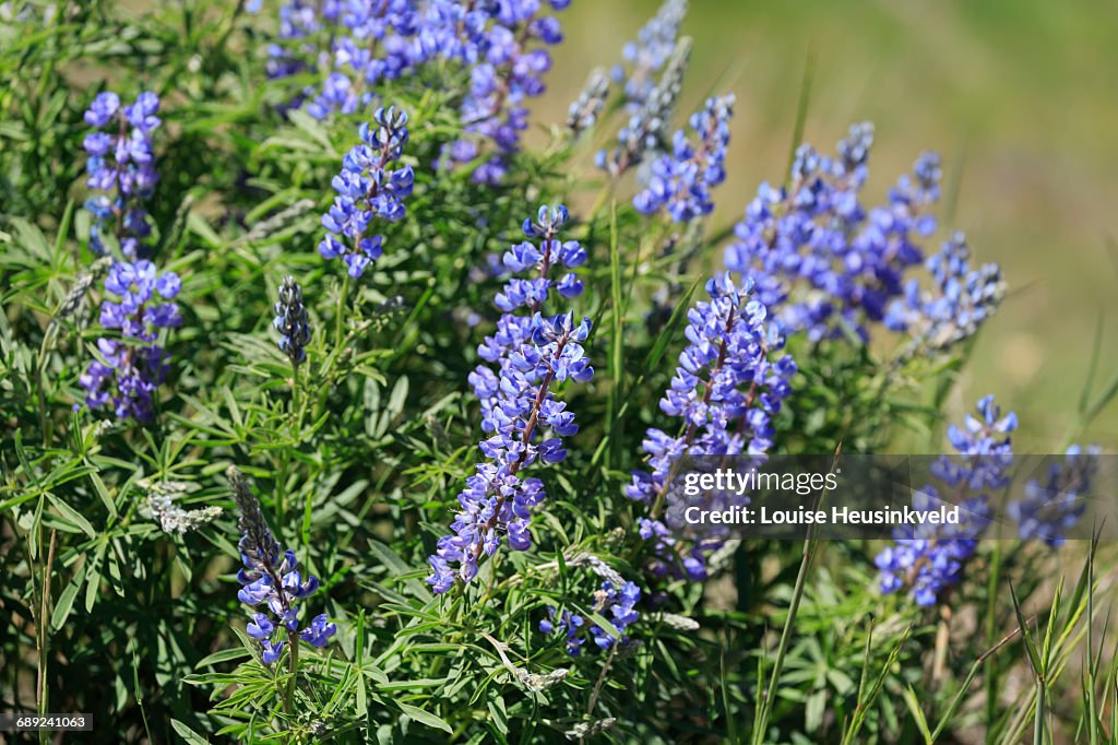 Silky lupines in Yellowstone National Park