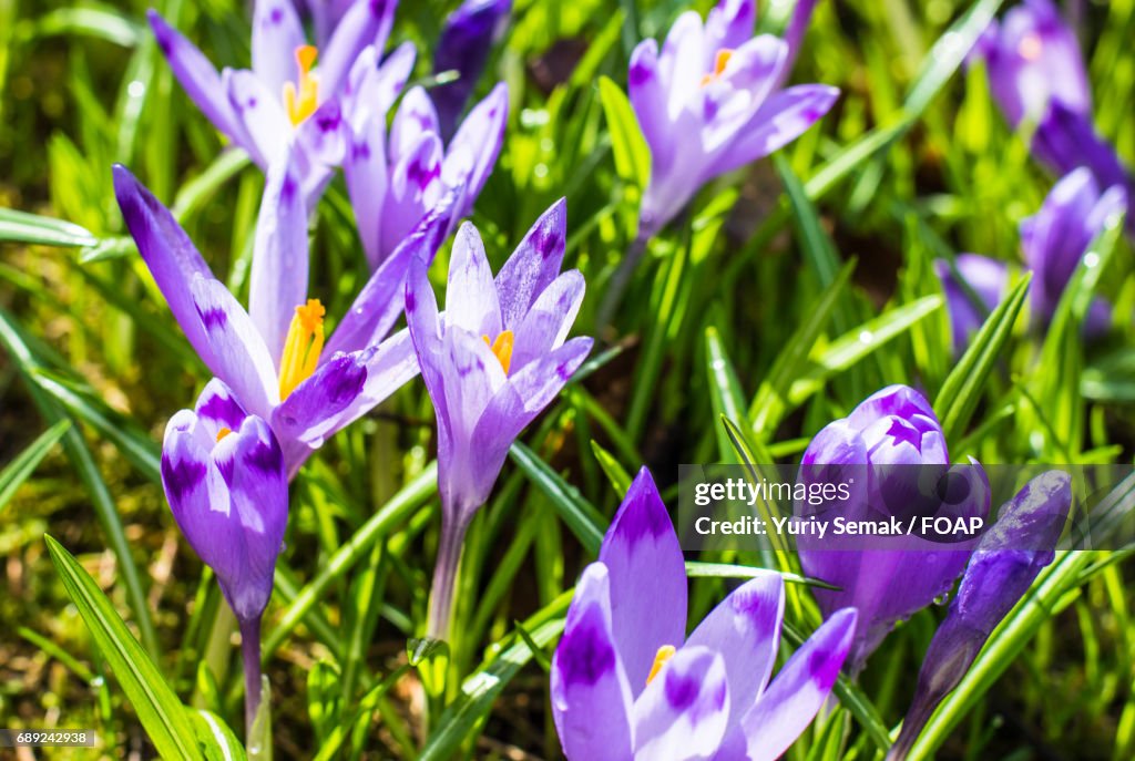 Blooming crocus flowers