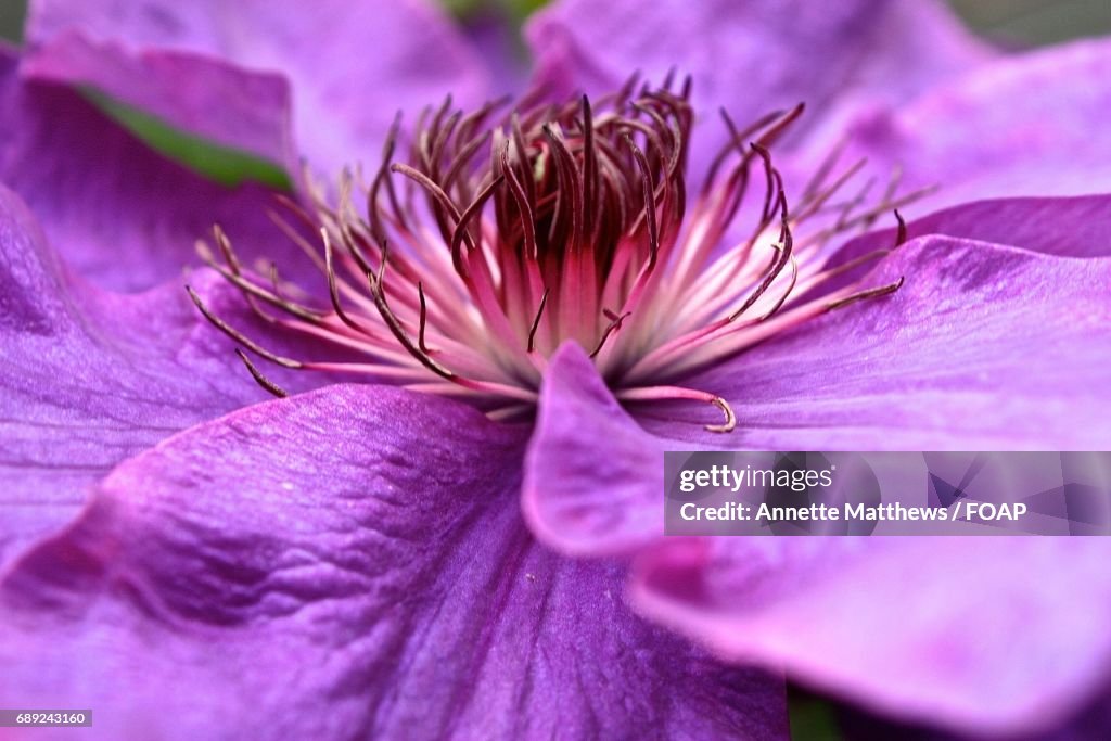 Extreme close-up of purple flower