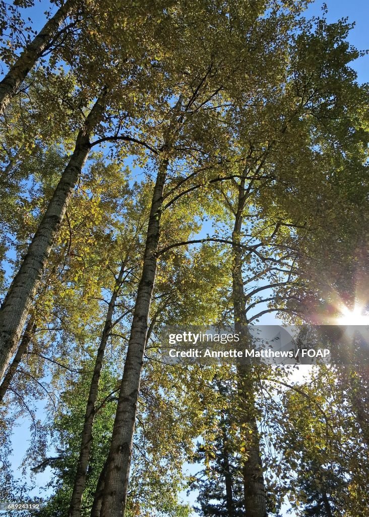 Low angle view of trees in forest