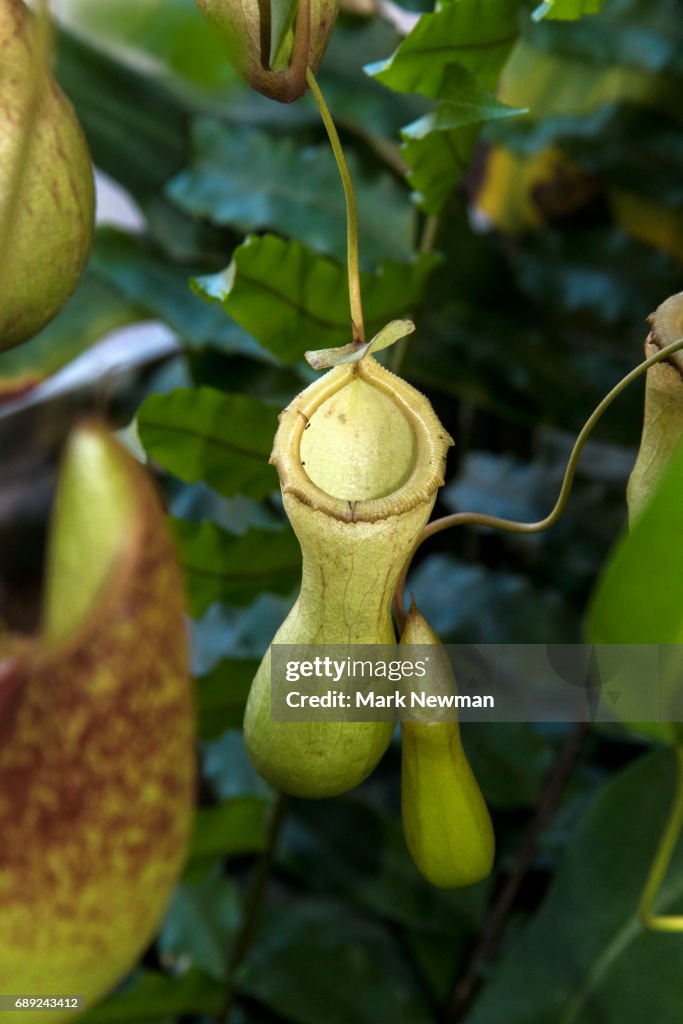 Tropical Pitcher Plant