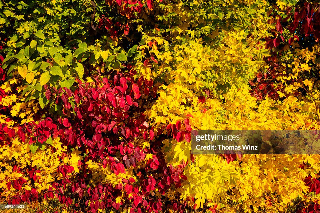 Colorful leaves