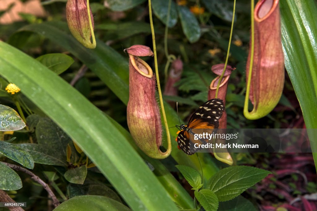 Tropical Pitcher Plant