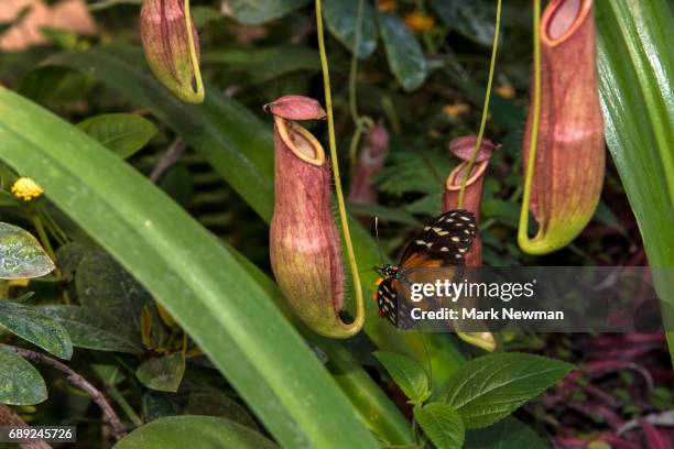 tropical pitcher plant - pitcher plant stock pictures, royalty-free photos & images