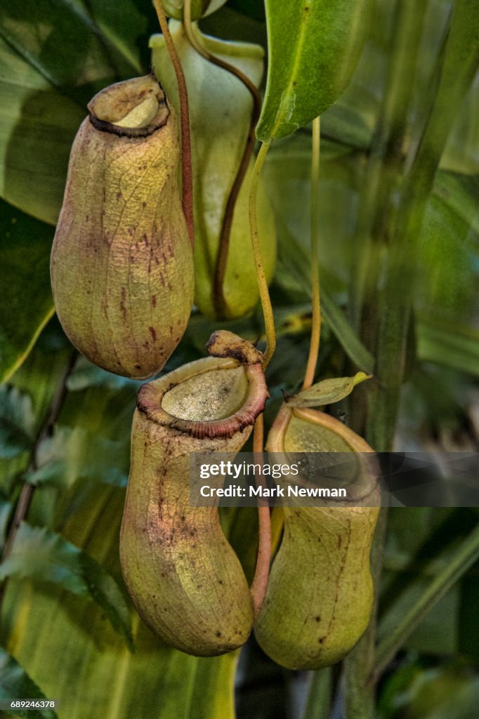 Tropical Pitcher Plant