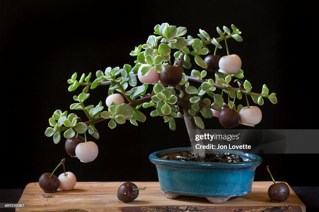 Bonsai with cherries