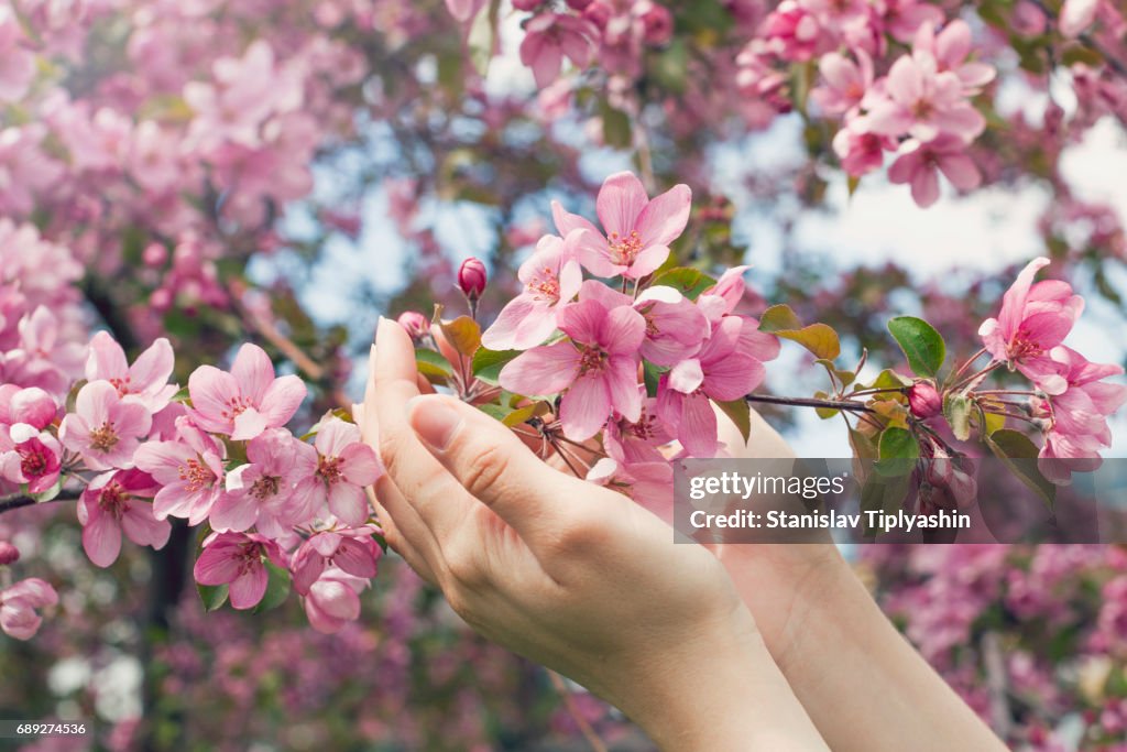 Hand examining flowers in trees