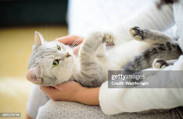 young woman holding grey hair cat on sofa - woman silver hair young stock-fotos und bilder