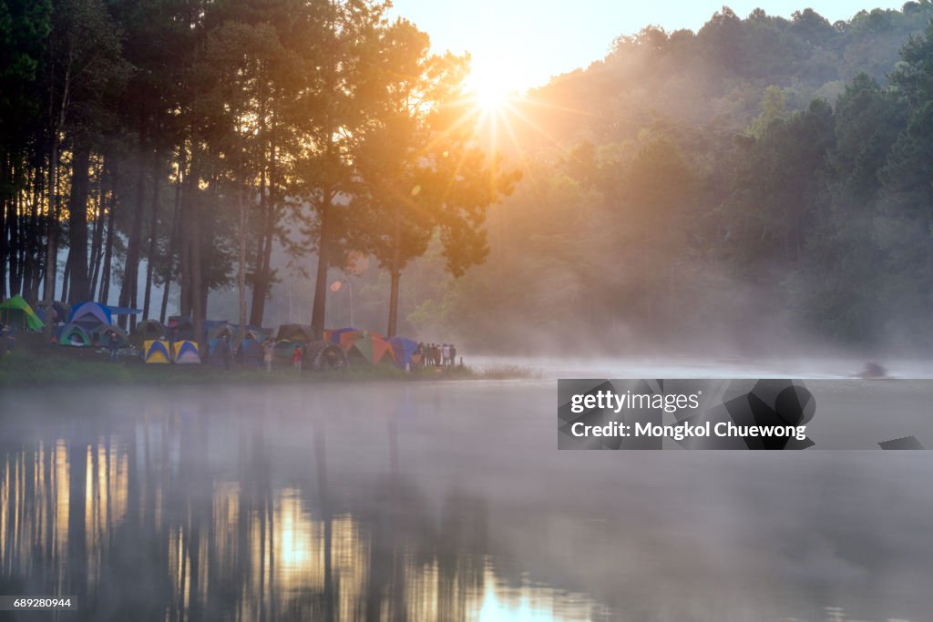 Camping and tent under the pine forest in sunrise