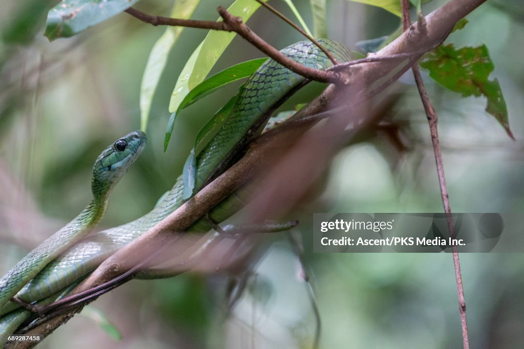Green snakes unwraps coils on tree branch