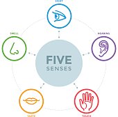 Five senses with icons in a mind map design
