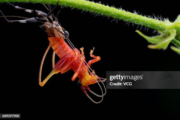 Katydid larva emerges from its shell on July 1, 2014 in Jinhua, Zhejiang Province of China.