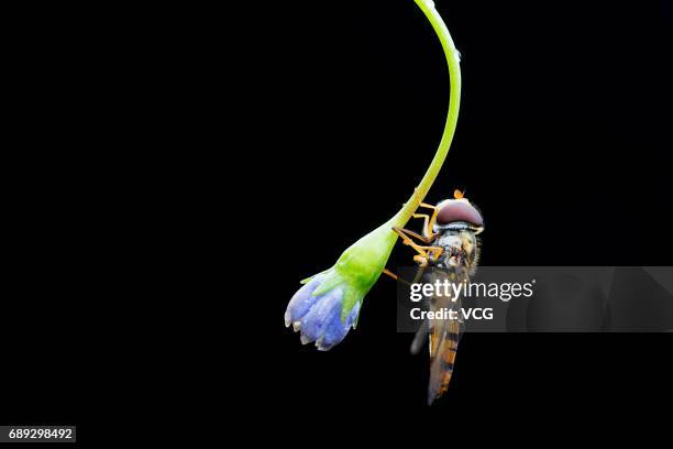 Hoverfly on a flower on May 8, 2016 in Jinhua, Zhejiang Province of China.