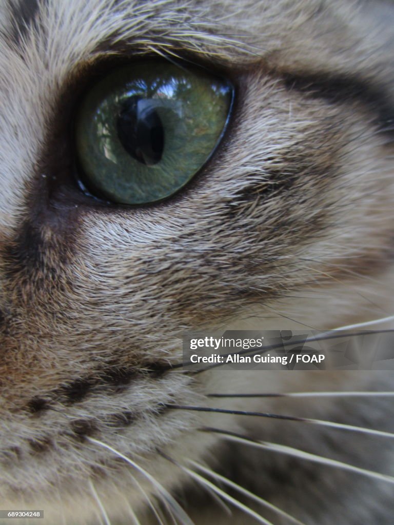 Extreme close-up of cat