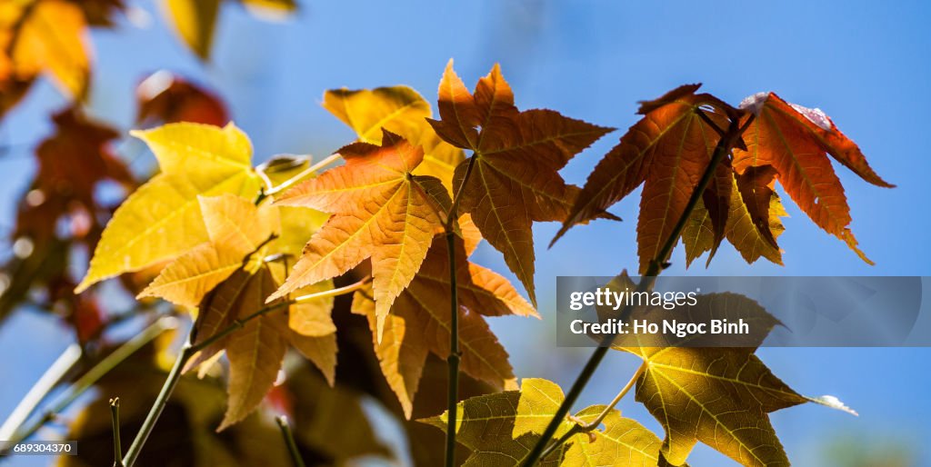 Romantic autumn colors...