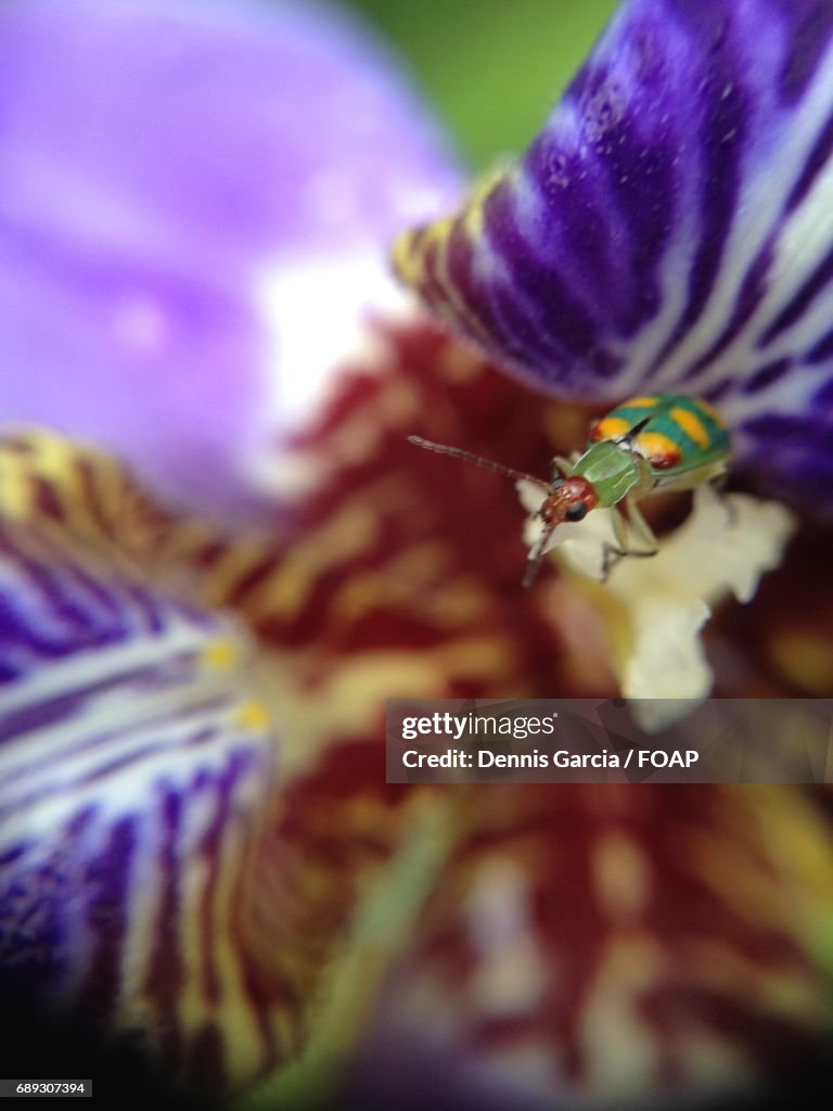 Insect on the flower