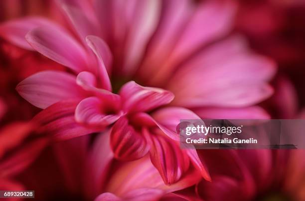 macro shot of pink chrysanthemum - macro flower photos et images de collection