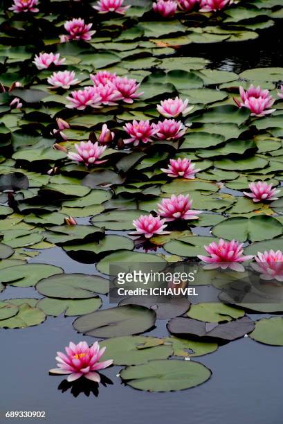 water lilies france - fleur flore stock pictures, royalty-free photos & images