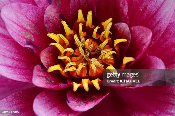 heart of water lily france - fleur flore fotografías e imágenes de stock