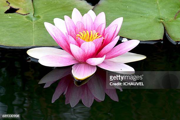 water lily reflection france - romantisme imagens e fotografias de stock