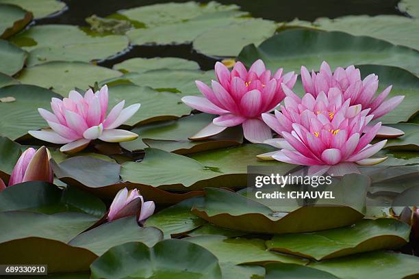 water lilies france - romantisme imagens e fotografias de stock