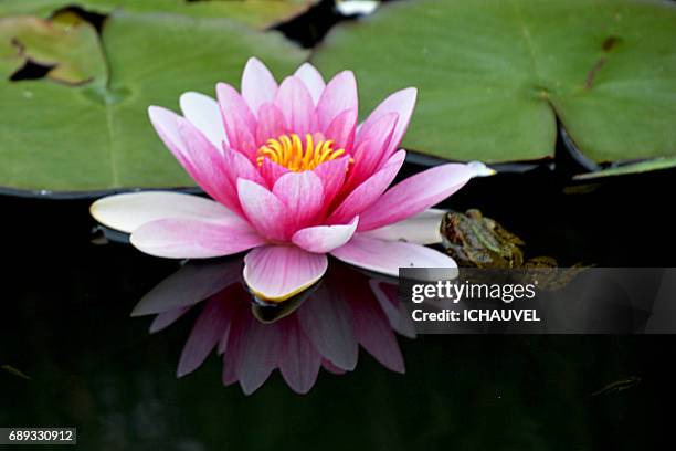 water lily and frog france - fleur flore fotografías e imágenes de stock